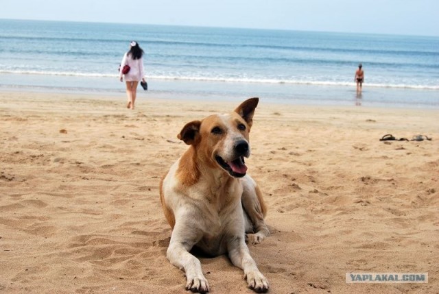ГоА свои впечатления
