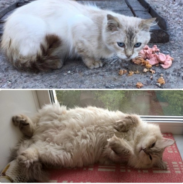 Метаморфоза (про котэ)