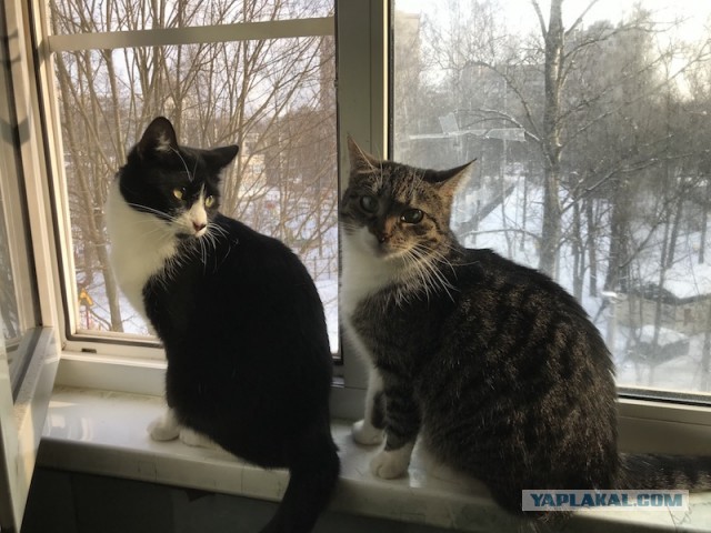 Пройдемся по котикам?!