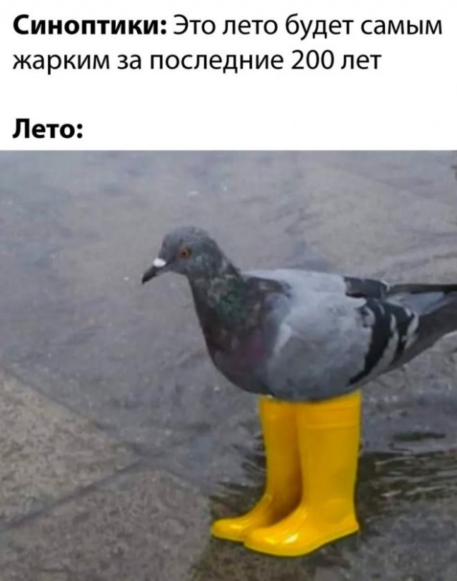 Весёлый полтишок 16.07.23