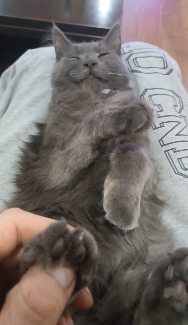 Котовторник 09.04.24