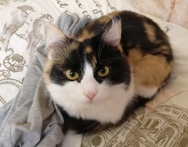 Котовторник 09.04.24