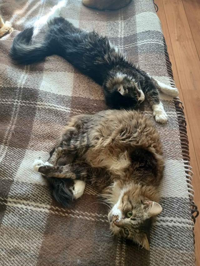 Котовторник