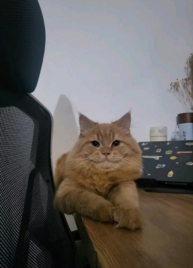 Чеширский Кот существует