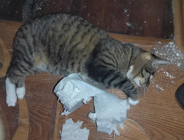Котовторник в картинках