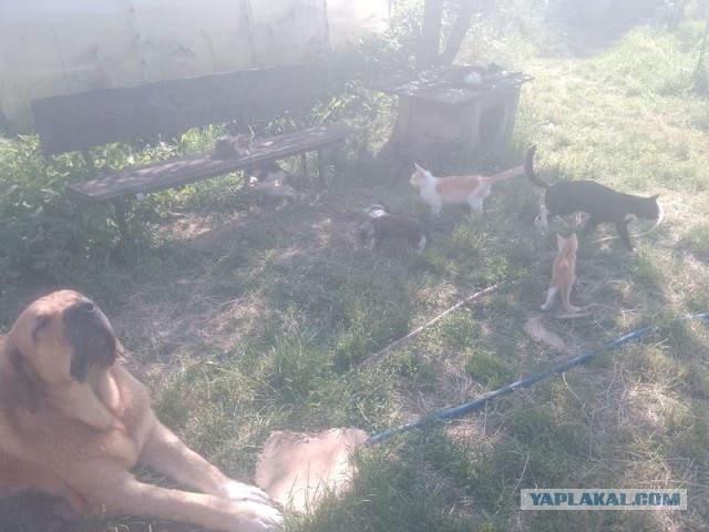 Жизнь домашнего приюта для котеек 501