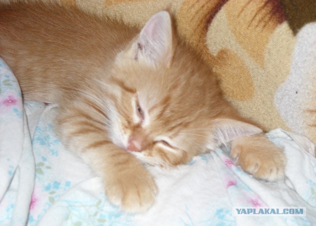 Котовторник 21.05.2013