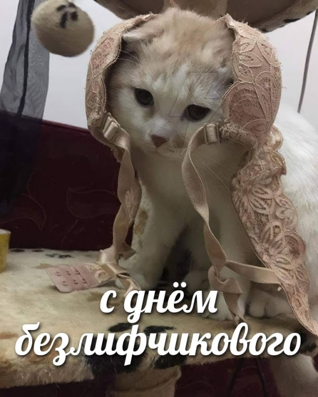 Сегодня отмечается День без лифчика