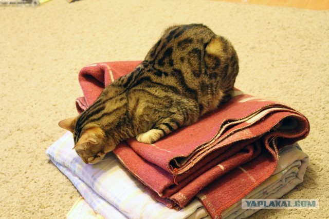 О бенгальских котах на наглядном примере