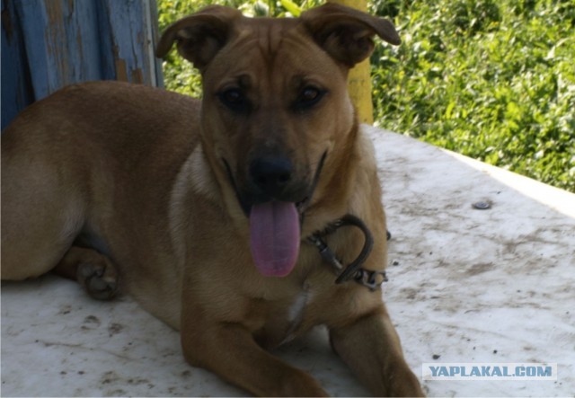 Будка своими руками.