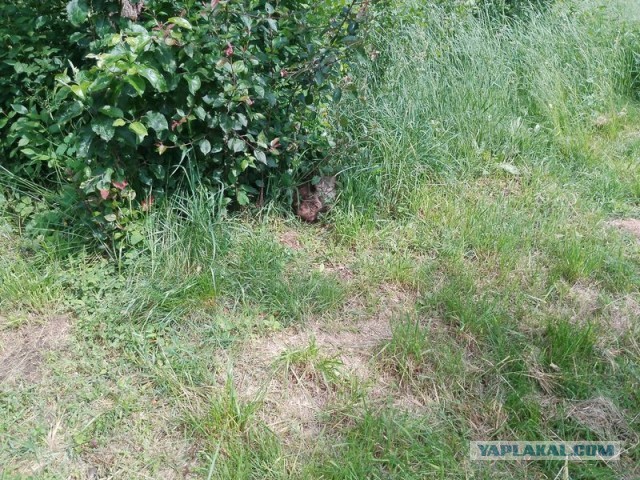 Жизнь домашнего приюта для котеек 546