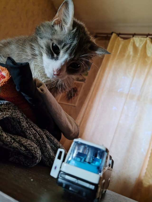 Котовторник