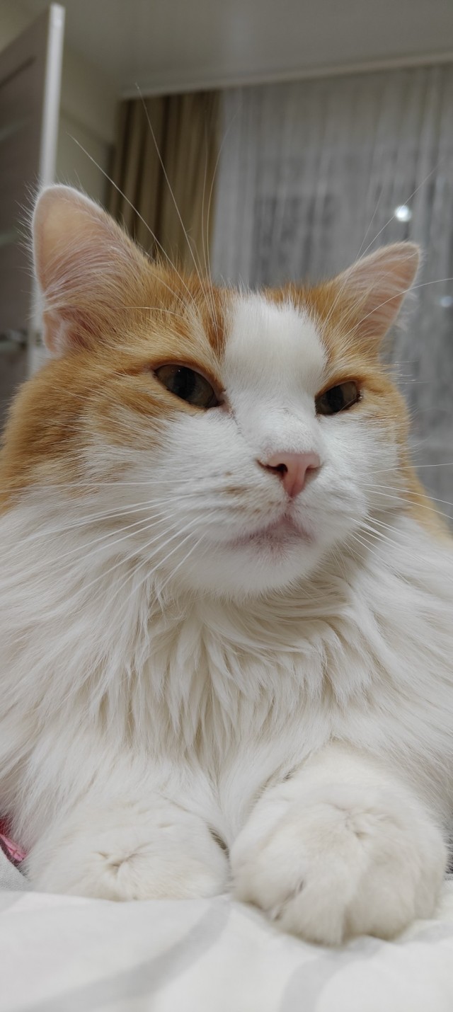 Котовторник 21.10.2025