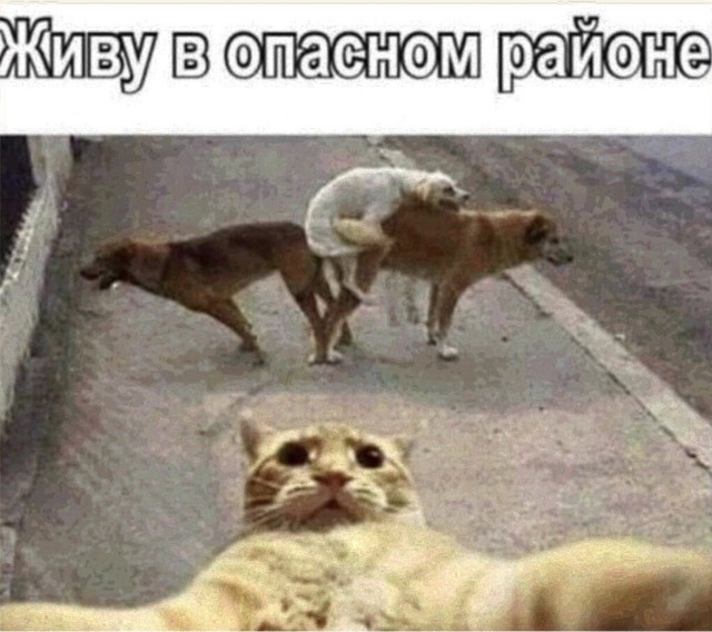 Так себе картинки 04.11.25