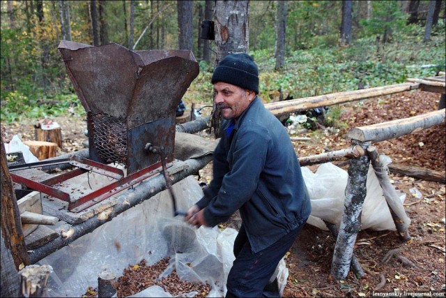 Заготовка ореха