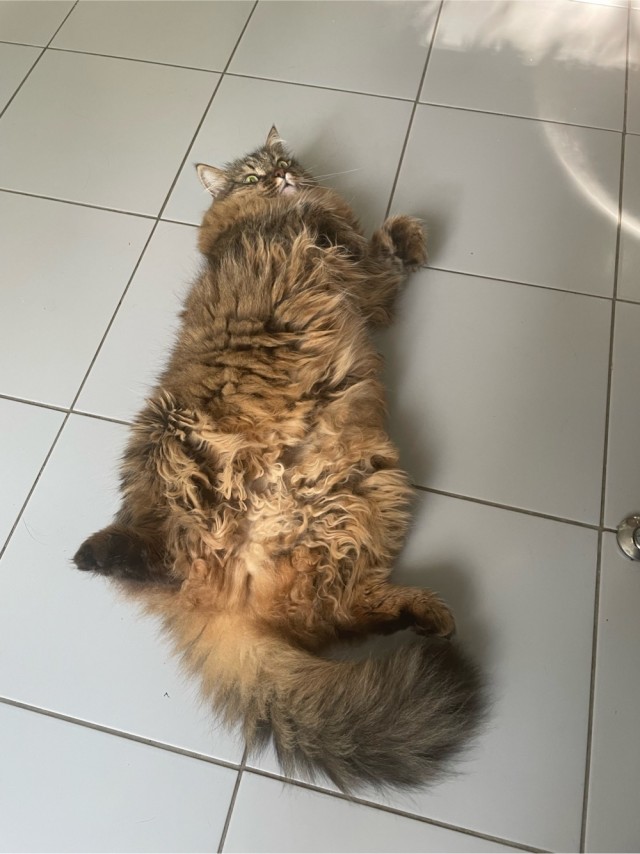 На ночь глядя (кошаки)