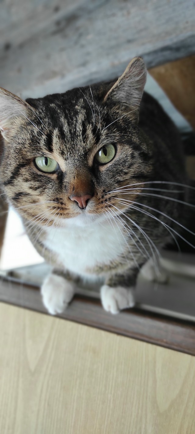 Возьмите кота!