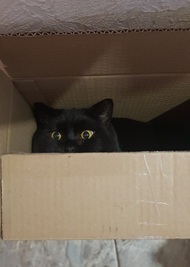 Коты и коробки