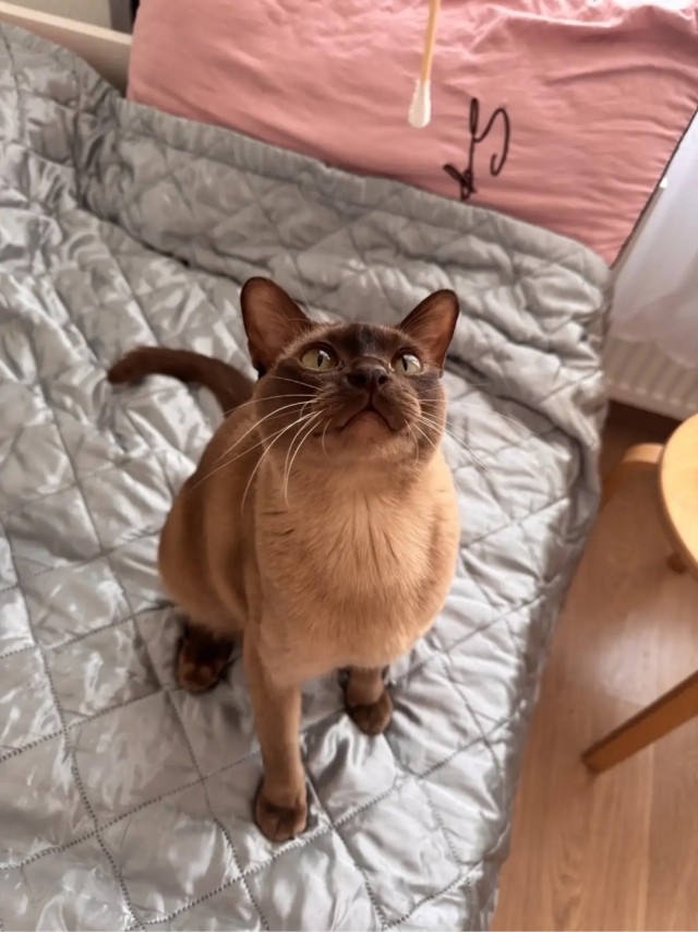 Котовторнику - Быть