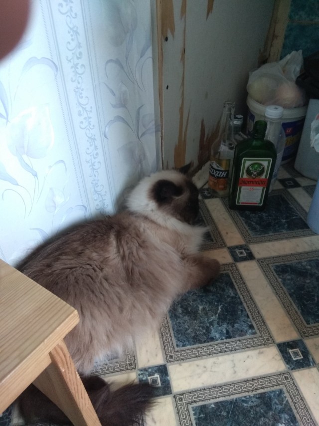 Мой кот
