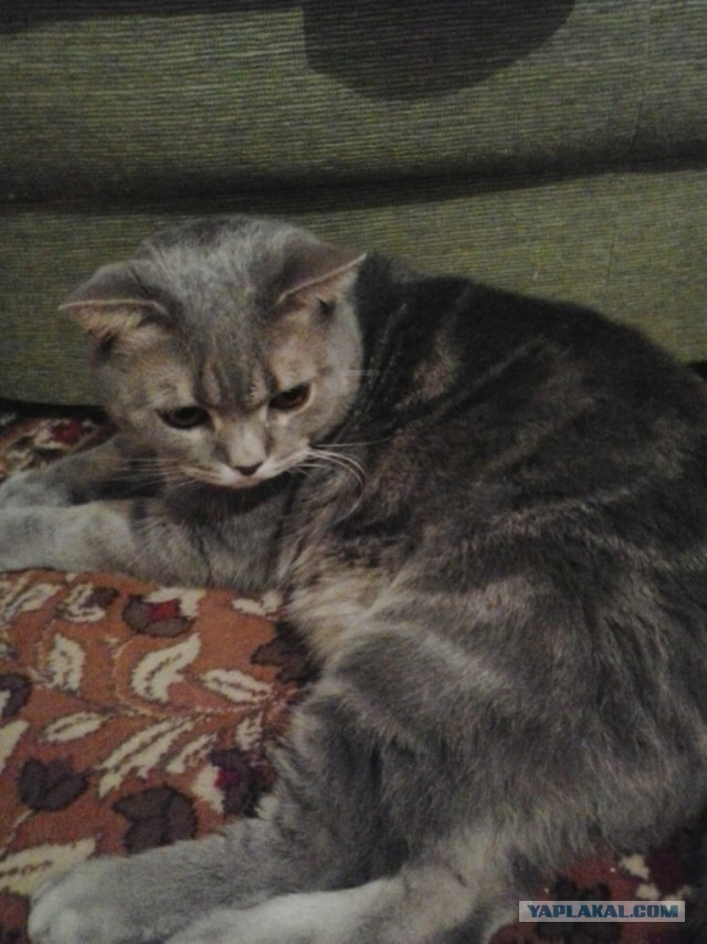 Котовторник 17.09.2013