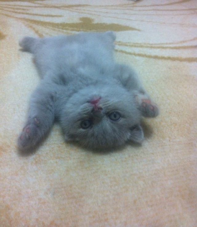 Котейка, который не знает как лежат котейки