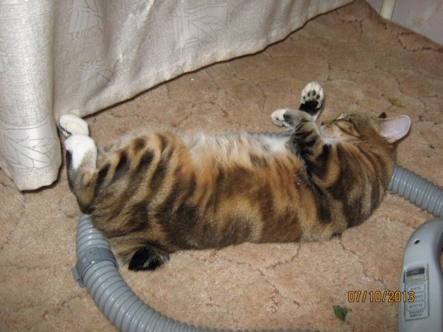 Котовторник 8.10.2013