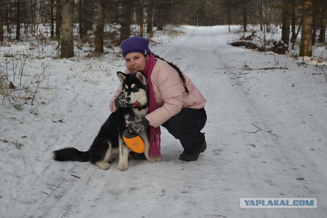 Щенок хаски
