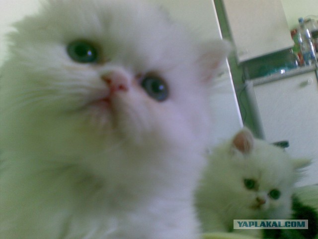 Котовторник   17.12.2013