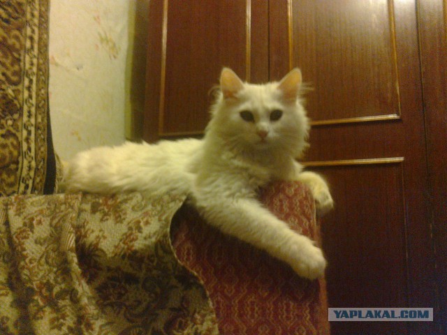 Котовторник  08.04.2014