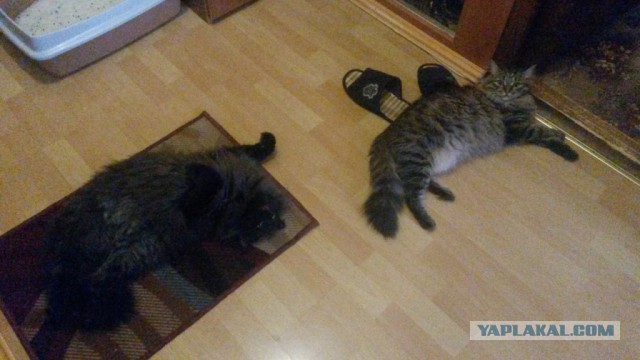 Котовторник 6.05.2014