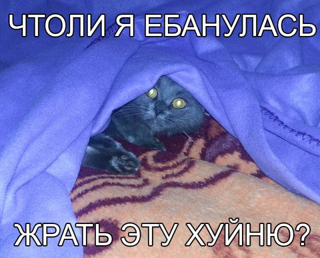 Продукты с вашего стола,опасные для здоровья кошки