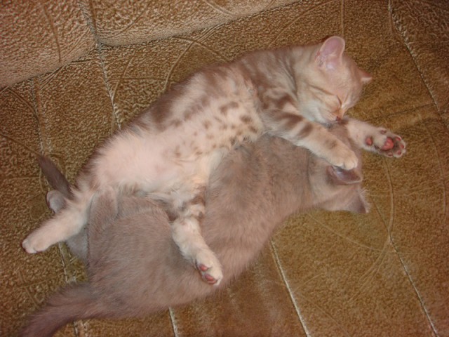 Котовторник 15.07.2014.