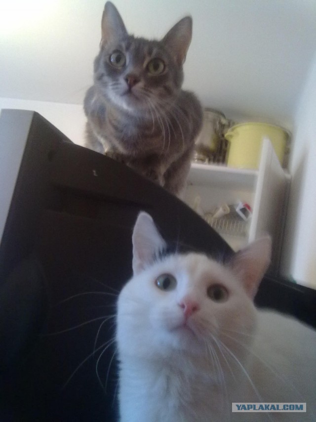 Котовторник 19.08.2014