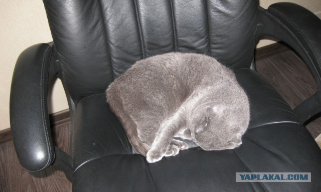А как спит ваш кот?