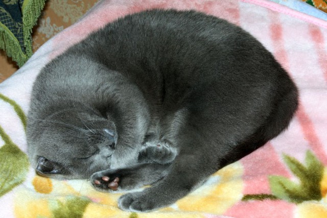 Котовторник 30.09.2014