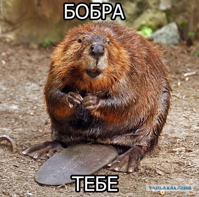 А вот вам: Как влияет алкоголь на мозг.