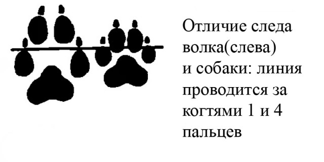 Хаски — большой и пушистый антидепрессант