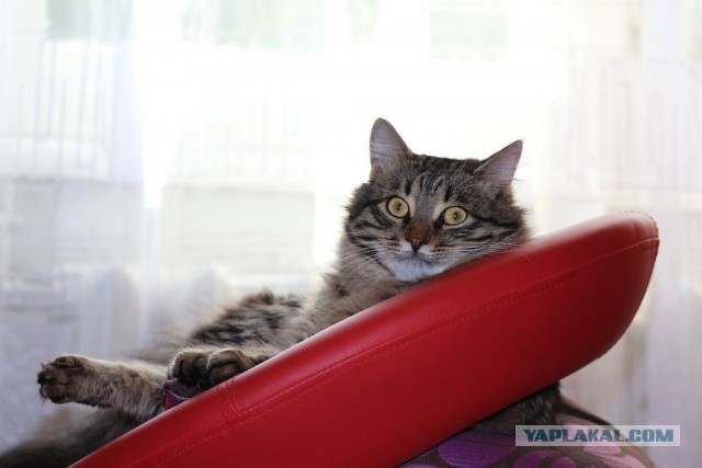 Уездные коты и кошки