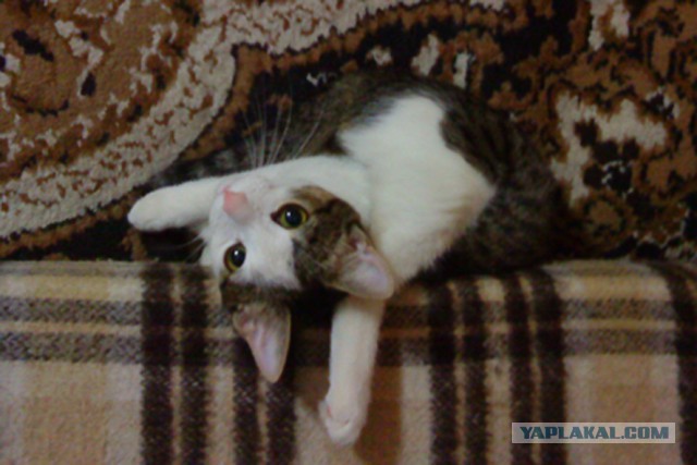 Котовторник 16.06.2015., Котовторник наступил!