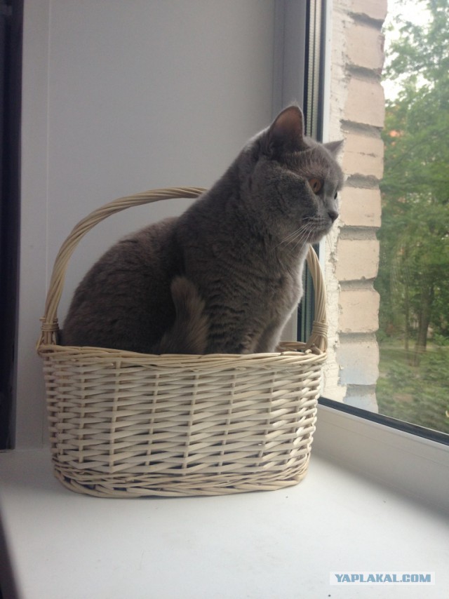 Котовторник 25.08.2015