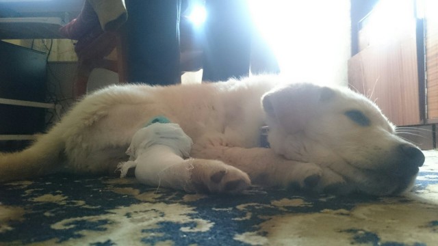 Белый Бим, рыжие ухи