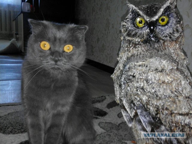 Субботняя подборочка картинок