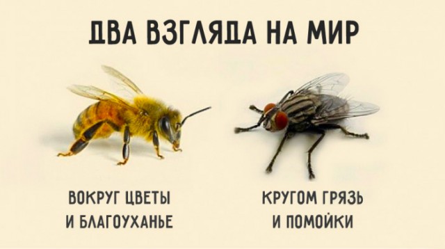Куриные истории и не только!