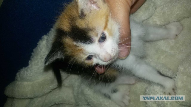 К кото-вторнику - клочок счастья!