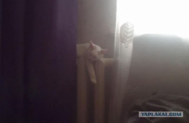 Котопрятки