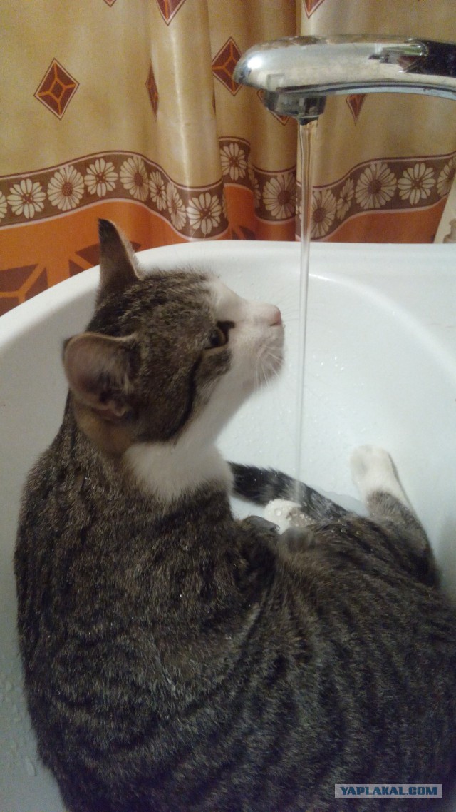 Коты из сети