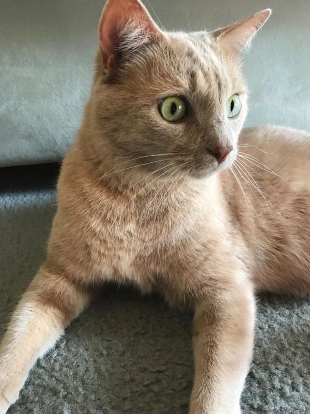 Коты из сети