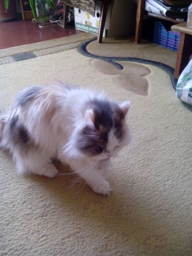 Коты из сети
