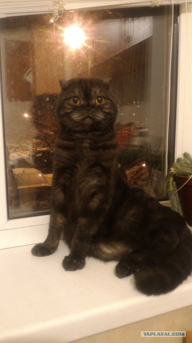Котовторник  17.01.2017